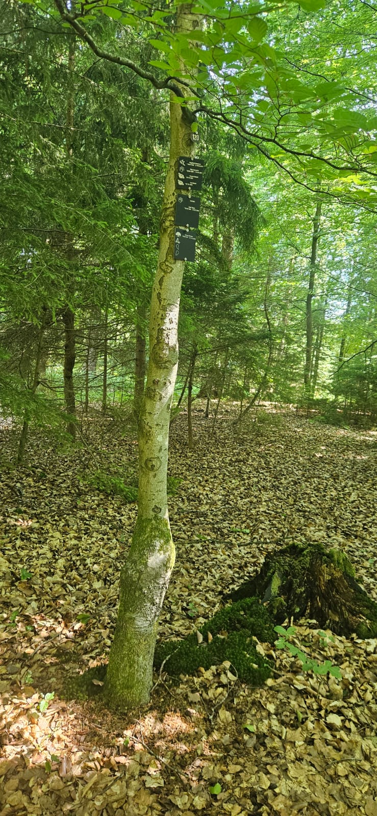 Bestattungswald Baum